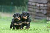 BEAUCERON - PUPPIES 374